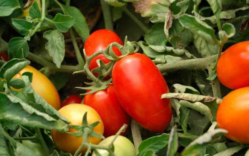 plum tomatoes on the vine