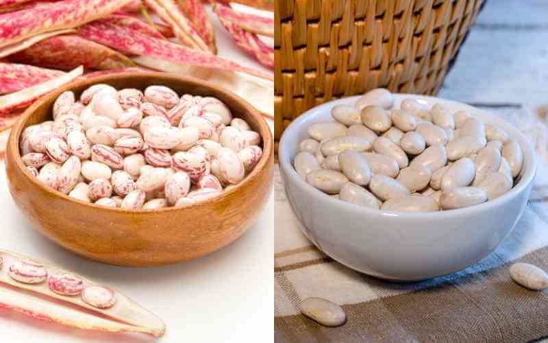 are borlotti beans the same as cannellini beans