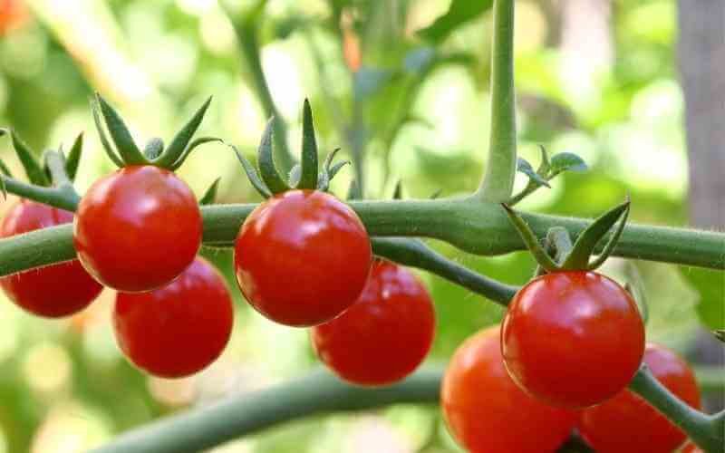 campari tomatoes substitutes