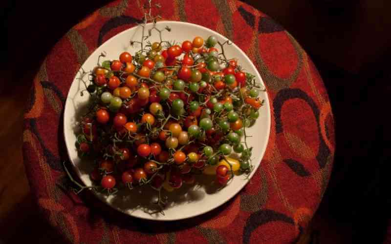 currant tomatoes