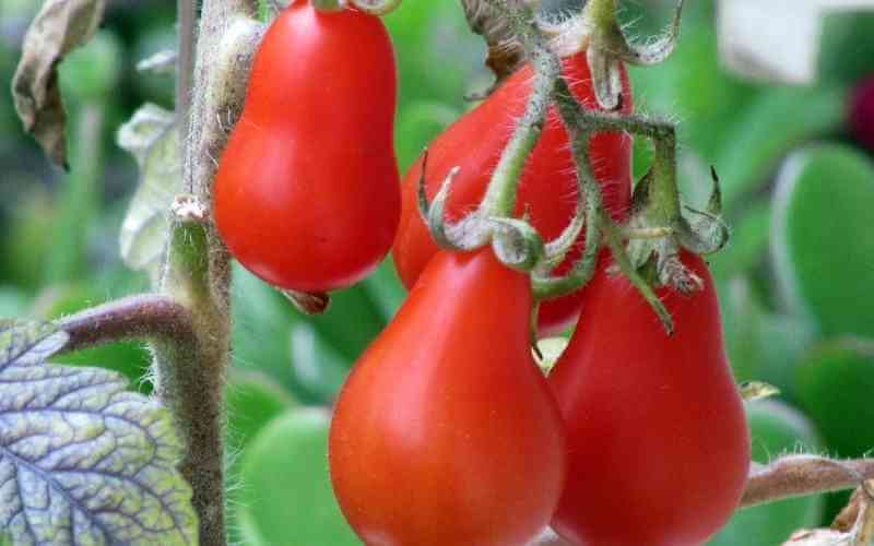 red pear tomatoes
