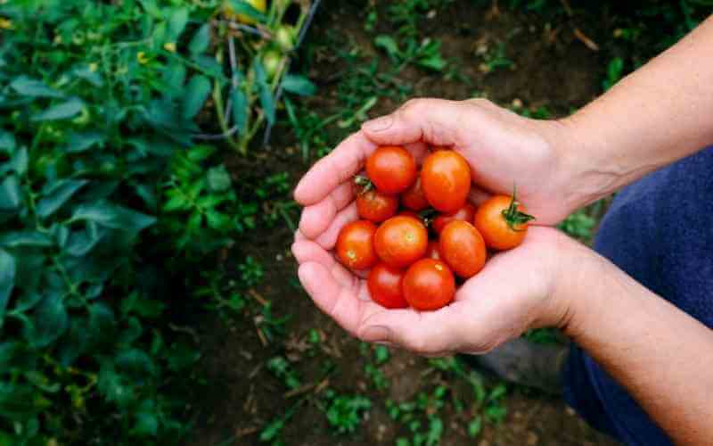 substitutes for cherry tomatoes
