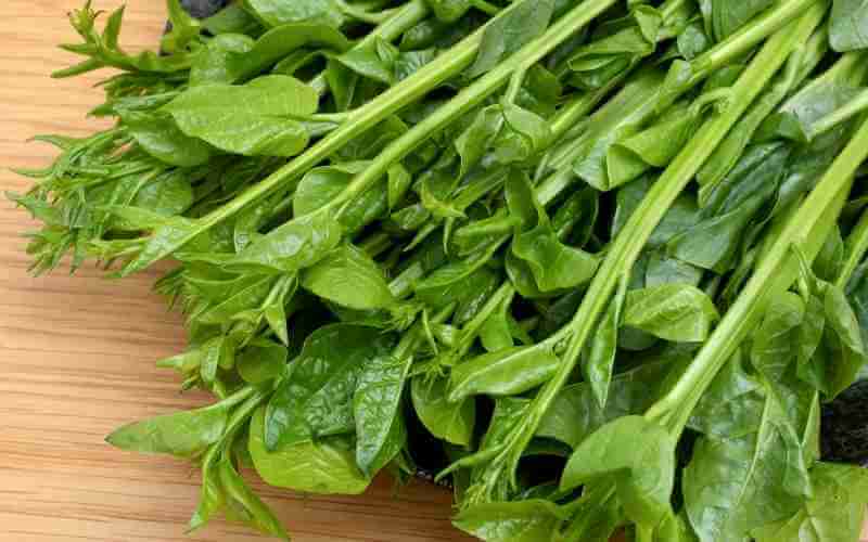 malabar spinach