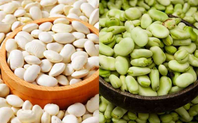 lima beans vs fava beans