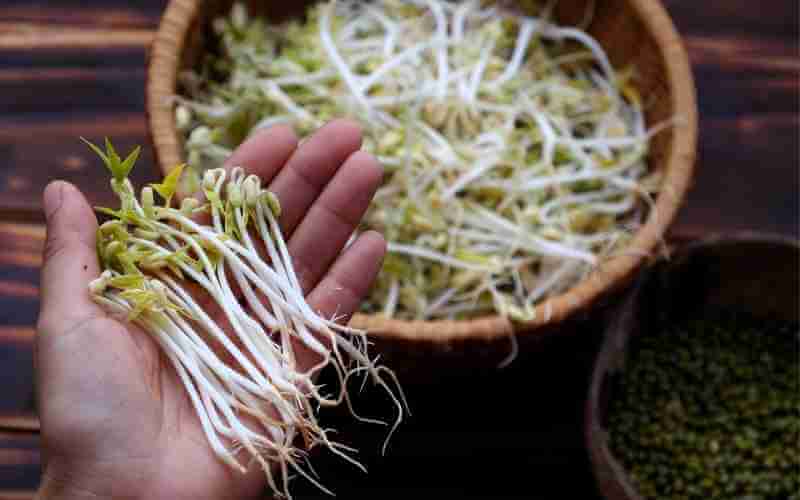 homemade bean sprouts