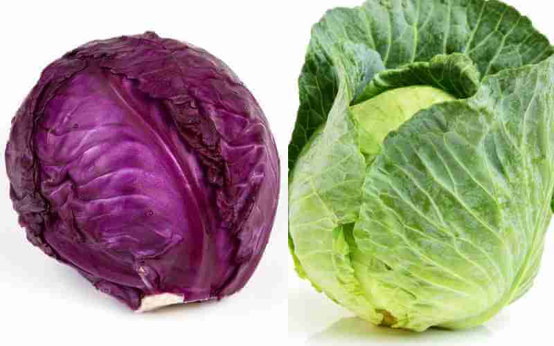 red cabbage vs green cabbage