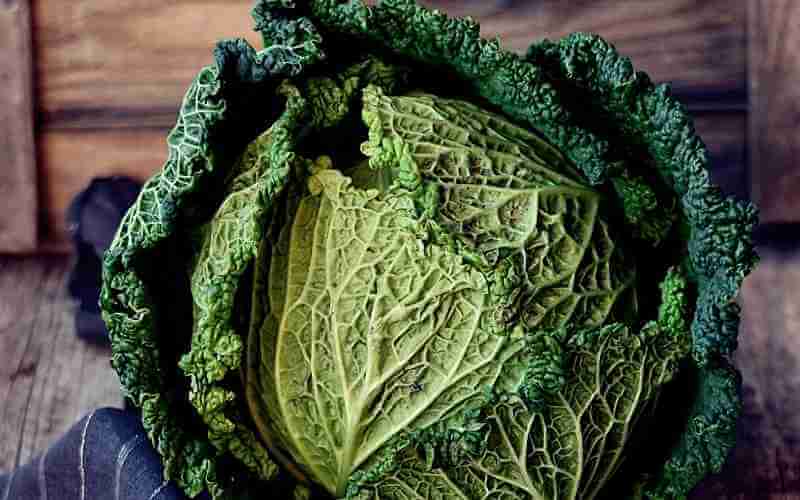substitutes for savoy cabbage